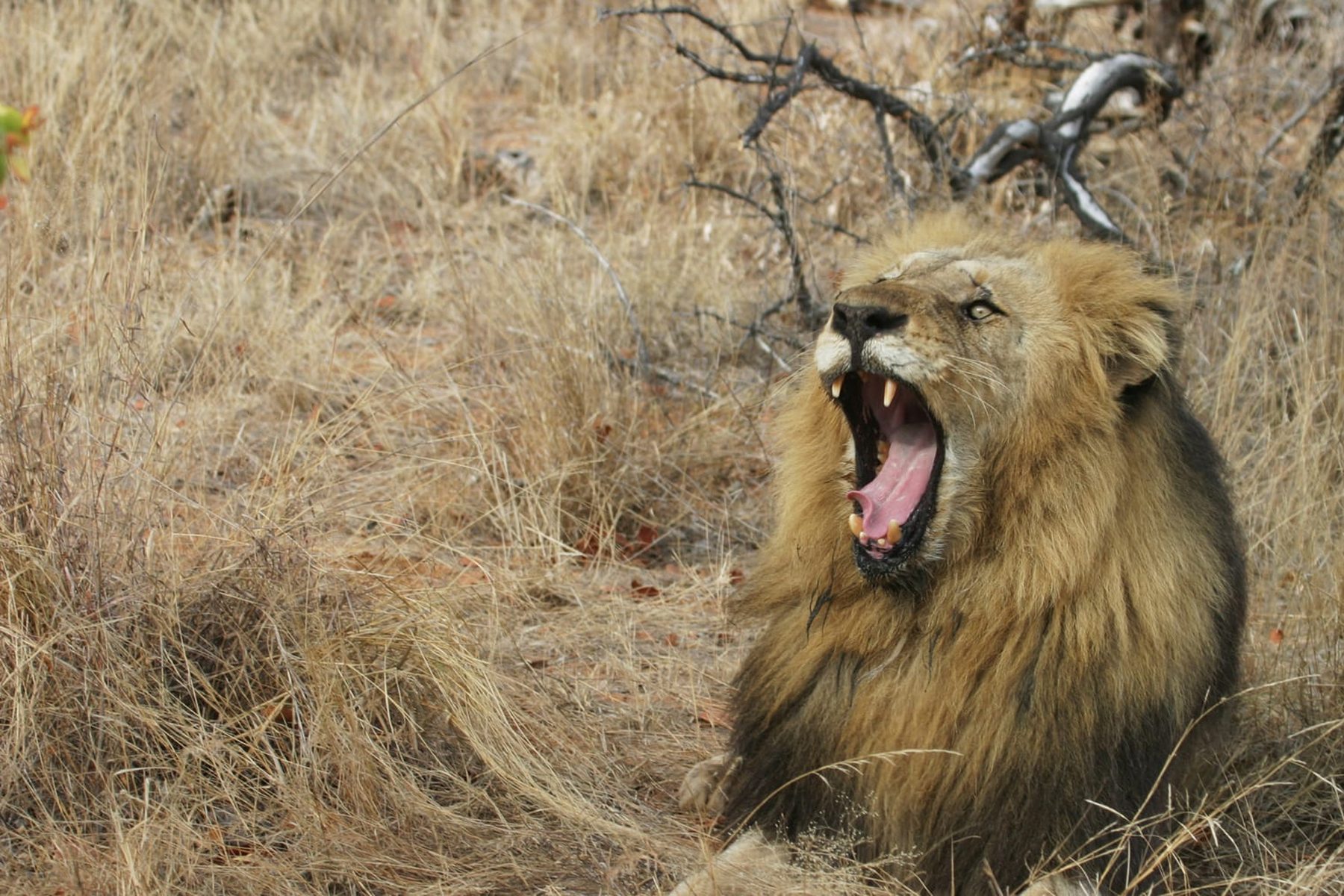 Hero image for Big Five Safari in Africa: Where and When to See Each